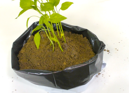 5.1 Best Plants for Your Bug Out Garden