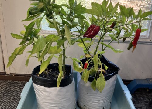 8.1 Indoor Growing